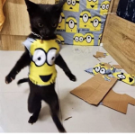 GATITOS 4 LIFE