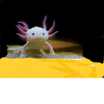 Hola ajolote