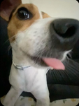 Cool Sunny dog