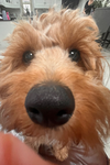 My Doggo Mabel!