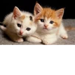 I love cat very much