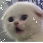 쪼롱 팬클럽