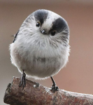 Birdysforlife