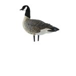 Goose Gang Official!