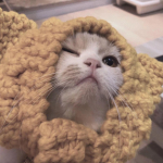 catttklhh's home