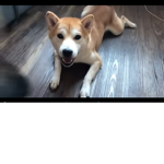 Woofy army