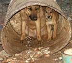 Stomp out animal abuse