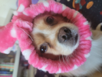 My dogs slayyyy