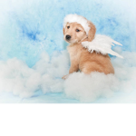 Flying dogs group
