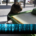 Guinea Pig Luvers!