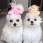 Funny puppy's