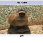 the capybaraş