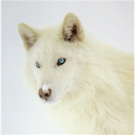 The wolves of the Sun Pack