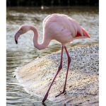 The Fantastic Flamingoes