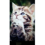 KITTIS