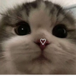 !ᴋɪᴛᴛʏᴄᴀᴛꜱ!