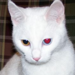 Heterochrom!a