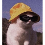fflufycats
