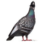 pigeon police