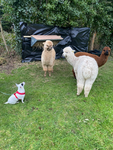 Alpacaclub