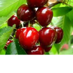 The Cherry Squad