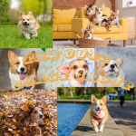 ~ The Cute Corgi Group ~