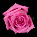 ~pinkteas~