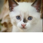 The mind blowing cats