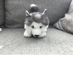 Cool husky squad