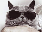 Cats1216