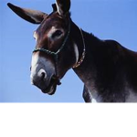 Mule Hangout