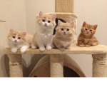 F.R.I.E.N.D.S.G.R.O.U.P