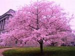 - cherry blossoms<3 -
