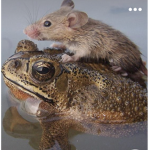 Froggybff1 group
