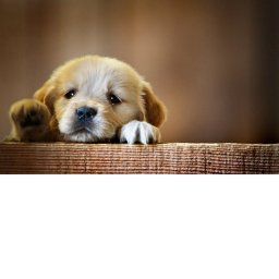 Cute Dog