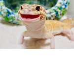 Lizard the ########