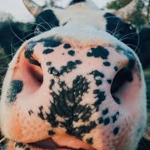 ~strawberrycow~wow~