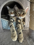Cat love and dogs