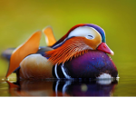 Duc nation