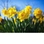 Spring Daffodills <3