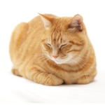 orange cat sitting in a loaf-like position