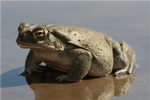 Super Group (with a frog logo)