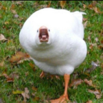 Ducklers
