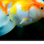 # Fishy Squad