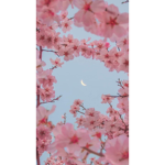 Cherry blossoms squad <3