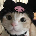 adopt me and pets group!