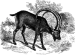 Disciples Of The Pyrenean Ibex