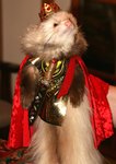 ferret king studios