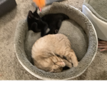 Kitty Winnie and Loki