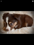 *-puppy squad-*